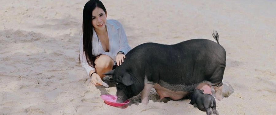 Guest feeding a pig on Pig Island